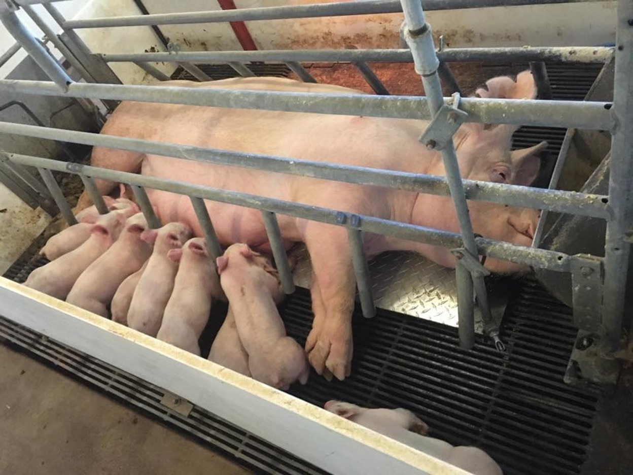 sow and piglets