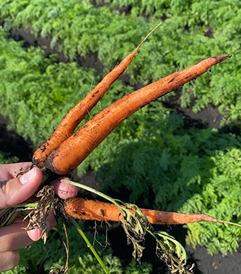 carrots