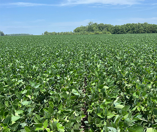 soybean field