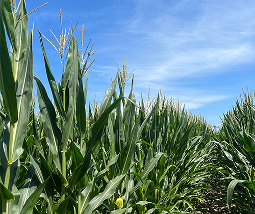 corn field