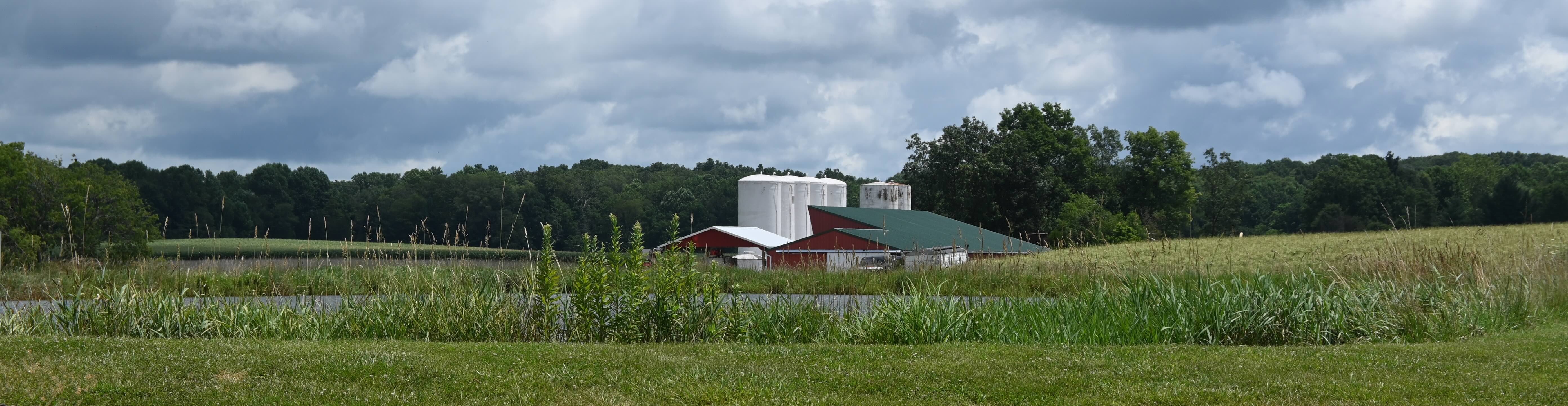 A red barn and white silos in the back of a pond surrounded by wheat grass