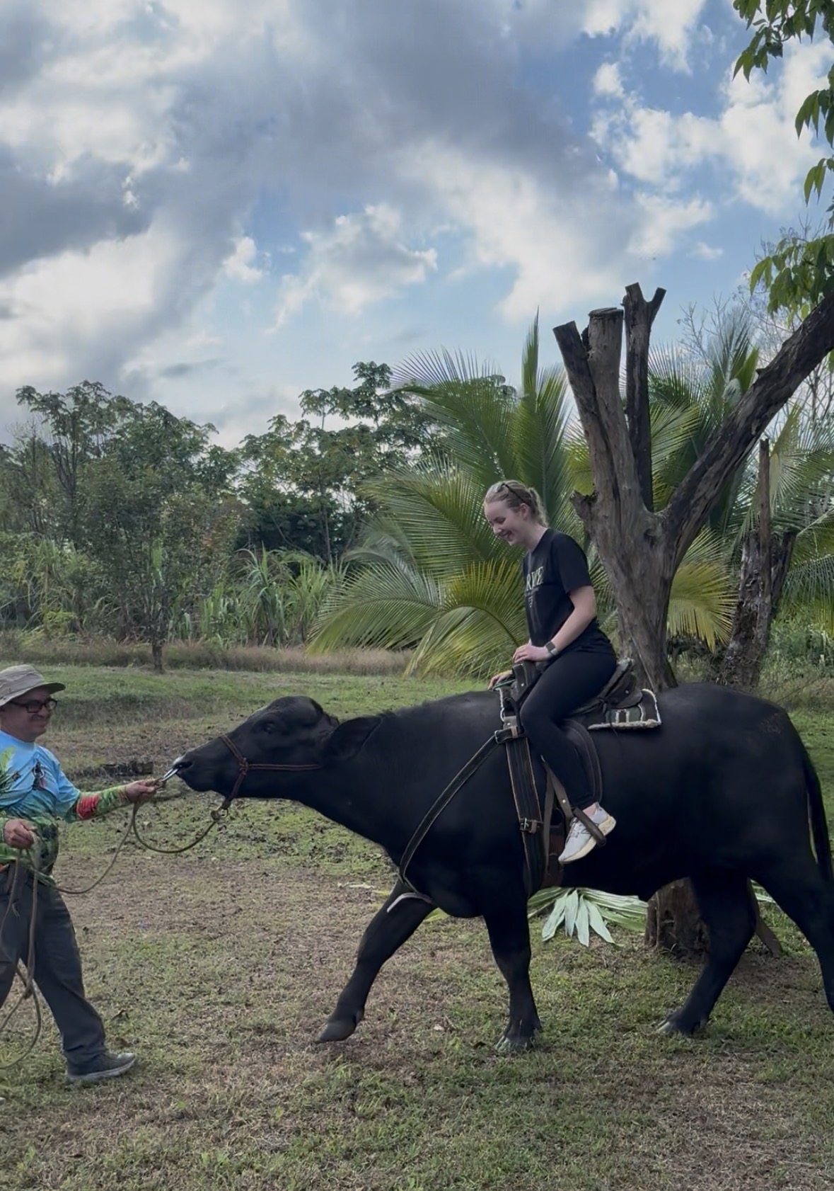 Baker riding a cow