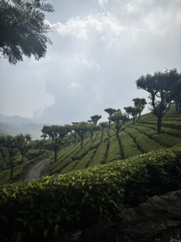 Agricultural field in India