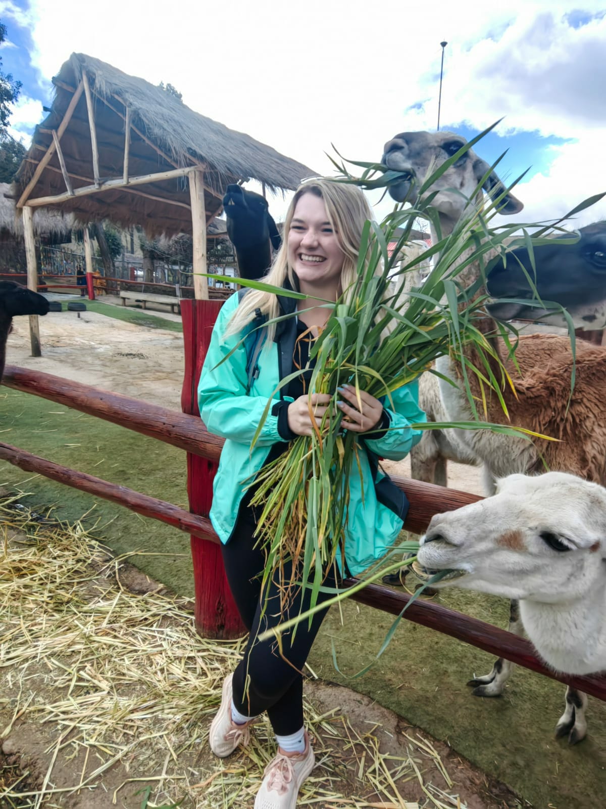 Meihls feeding llamas