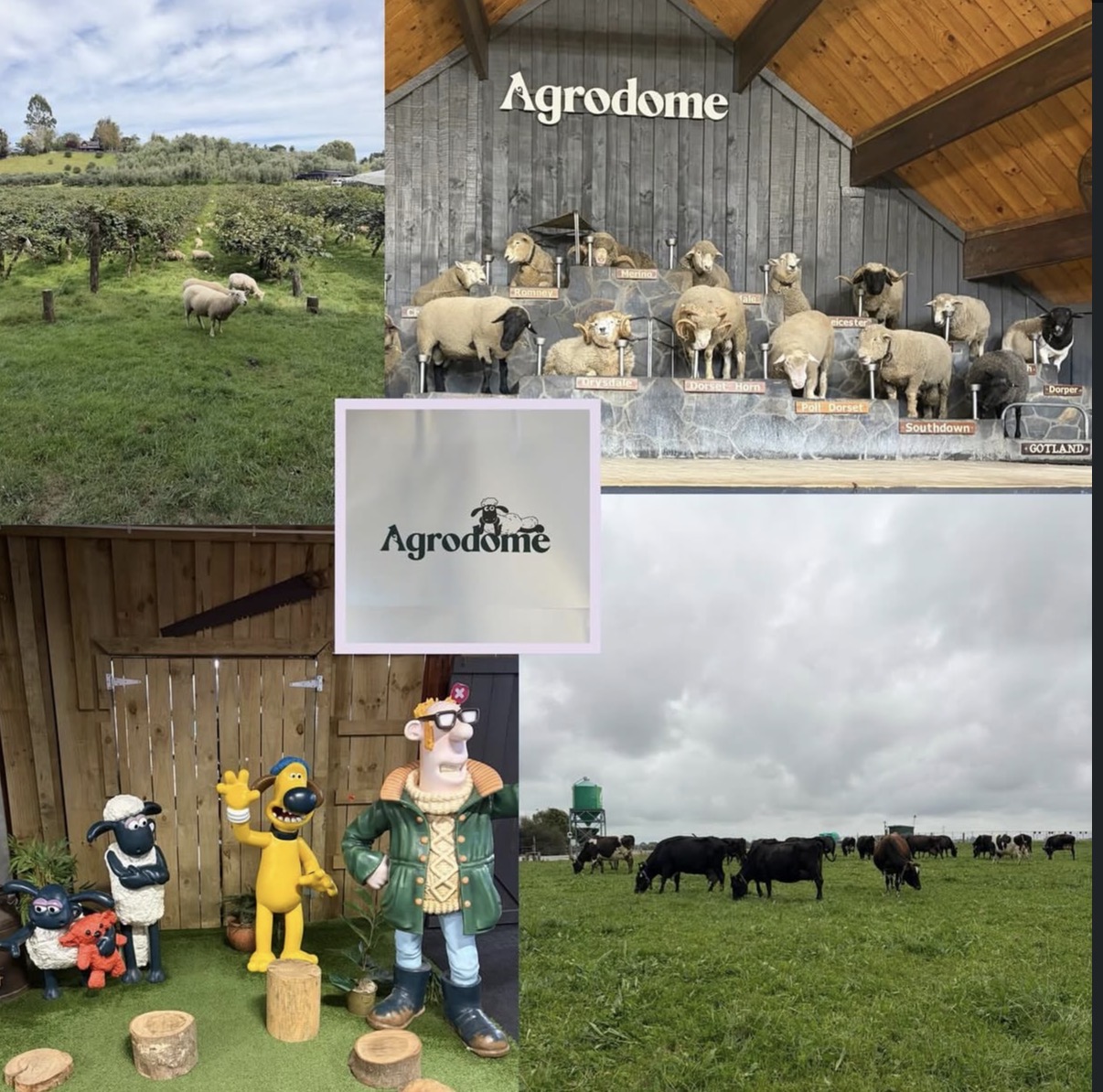 Agrodome collage: sheep breed display, sheep grazing in a field, cartoon farm character statues, and cows grazing