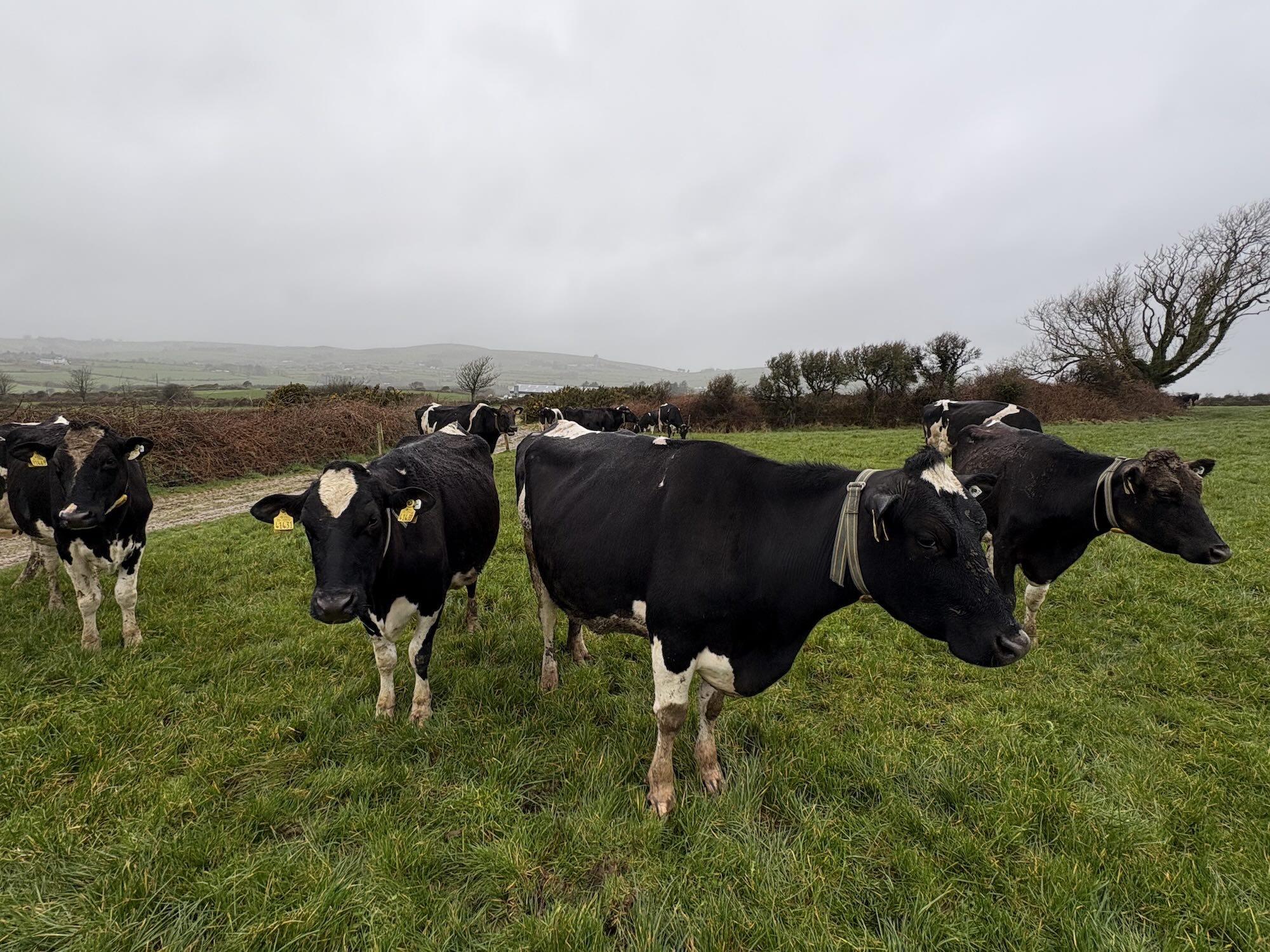 Black-and-white dairy cows standing in a green pasture beneath a gray overcast sky.