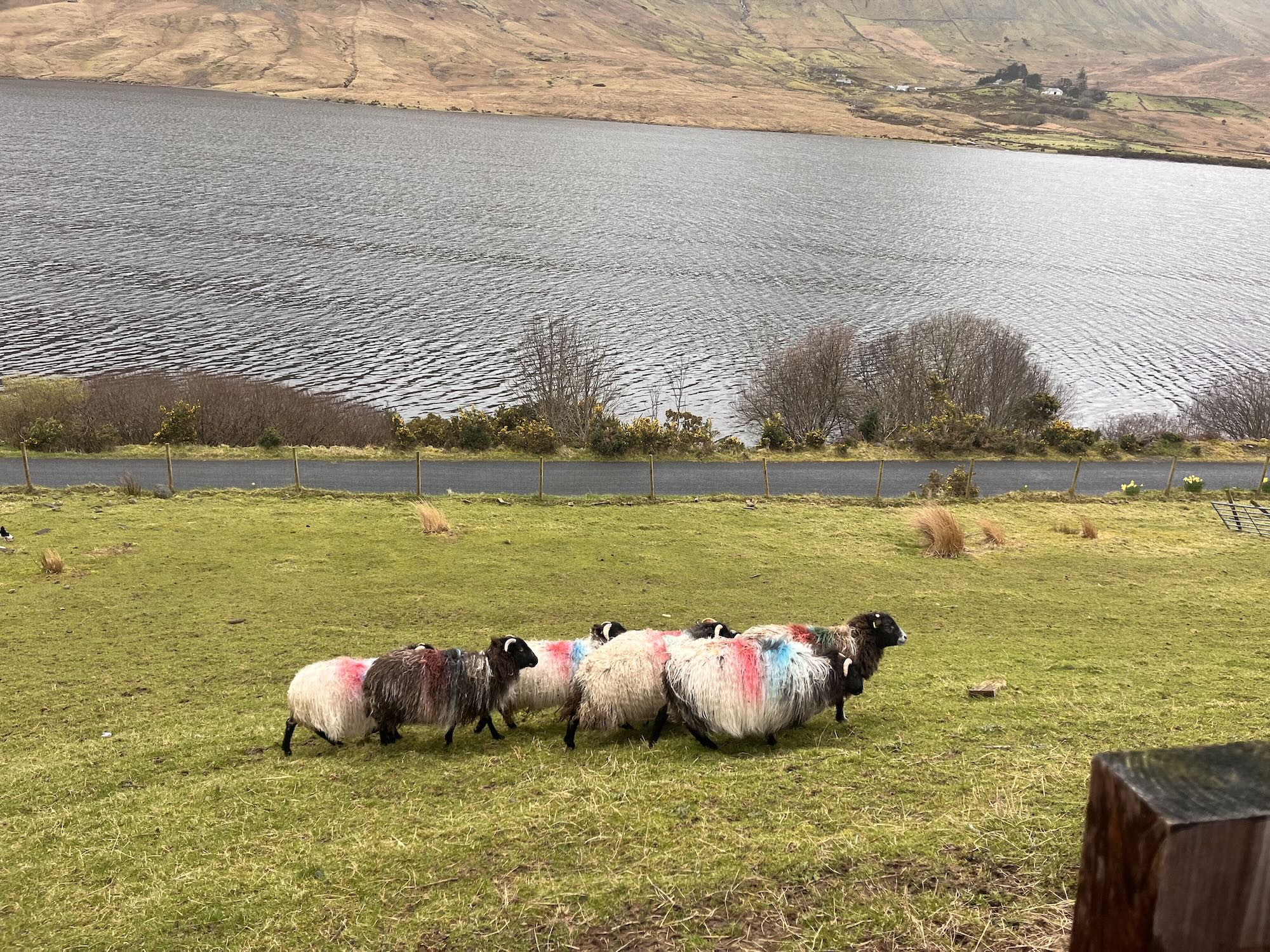 Sheep with colorful paint markings walking along a grassy slope beside a rippled lake with distant brown hills
