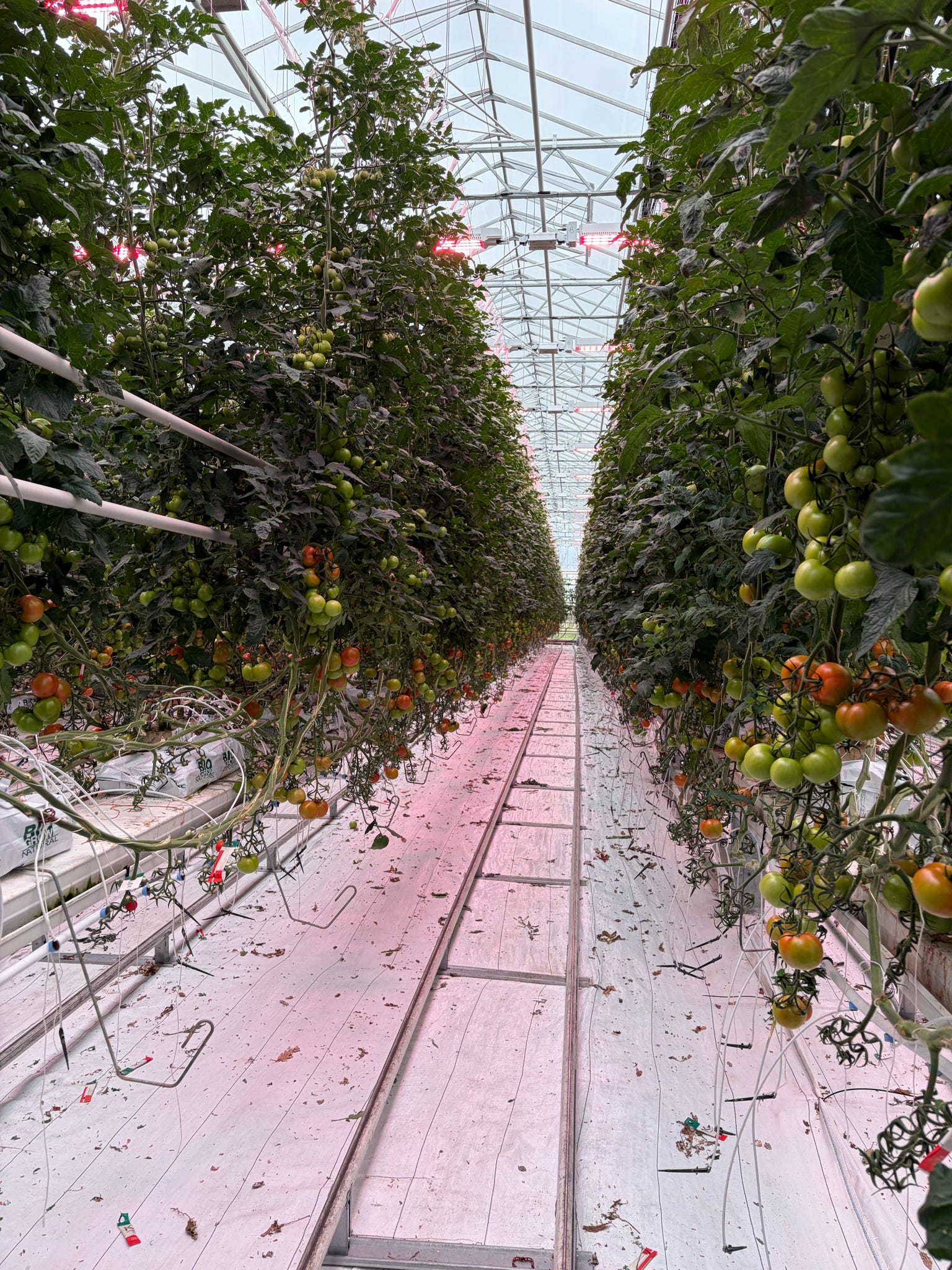Greenhouse in Iceland with tomato plants