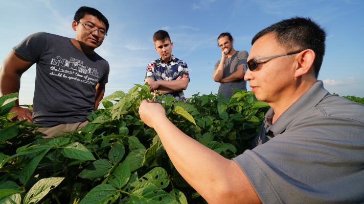 professor and students in a soybean field