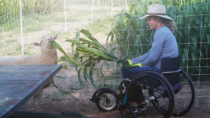 student feeding sorghum to a sheep