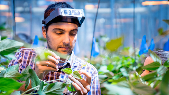 researcher in greenhouse examining plants