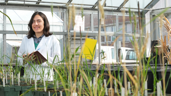 student in greenhouse with wheat samples