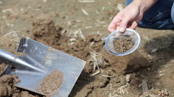 researcher holding soil sample in a field