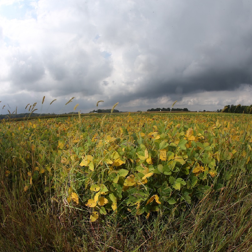 Image of crops with big dark clouds on the back