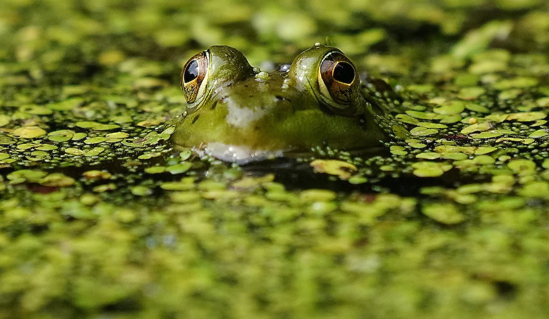 Image of a frog on a pond