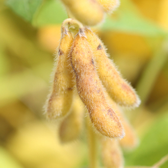 Image of a soybean plant