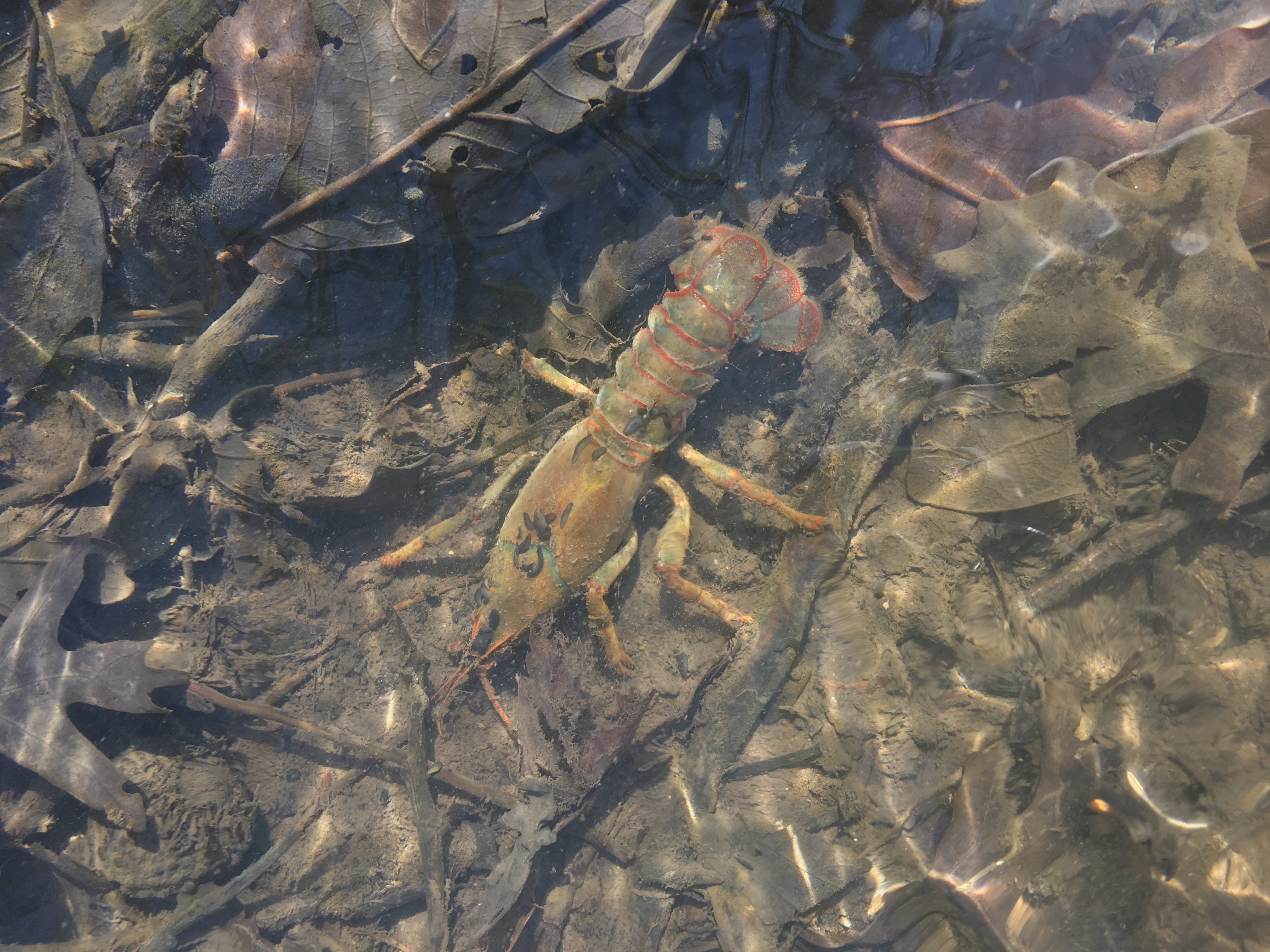 Crayfish in the water
