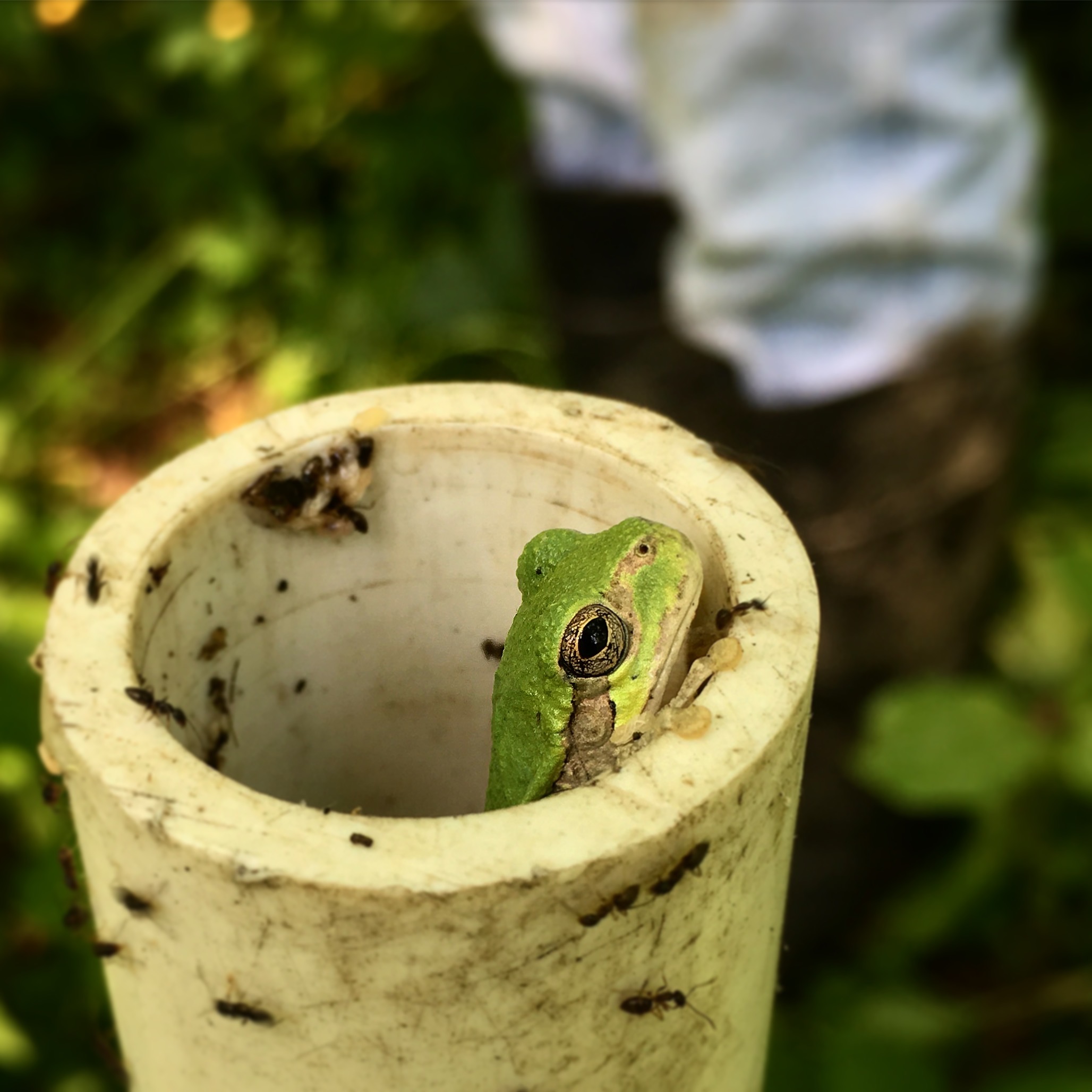 green frog poking head out of PVC pipe