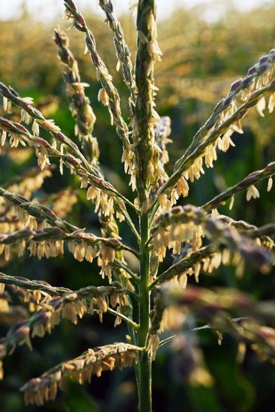 anthesis dates