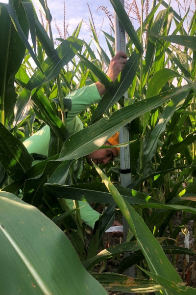 plant and ear height