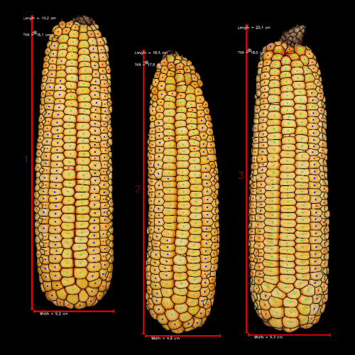 prediction results imagery