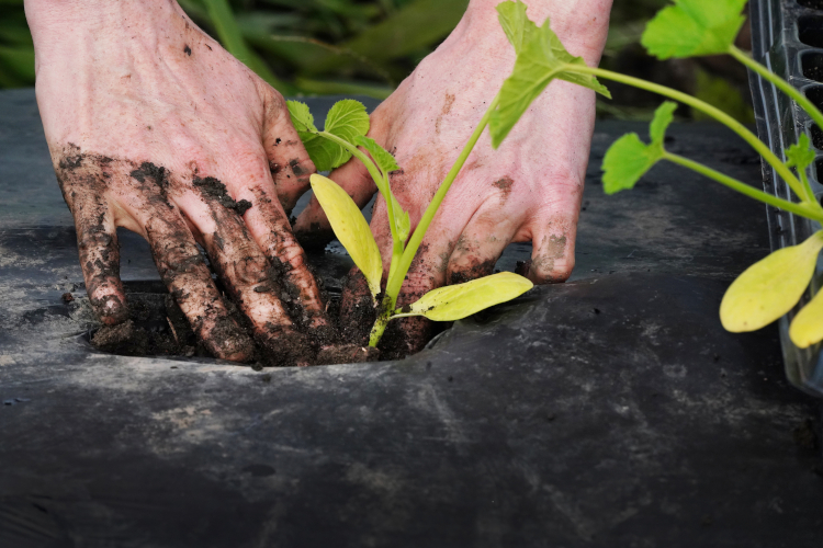 hands planting