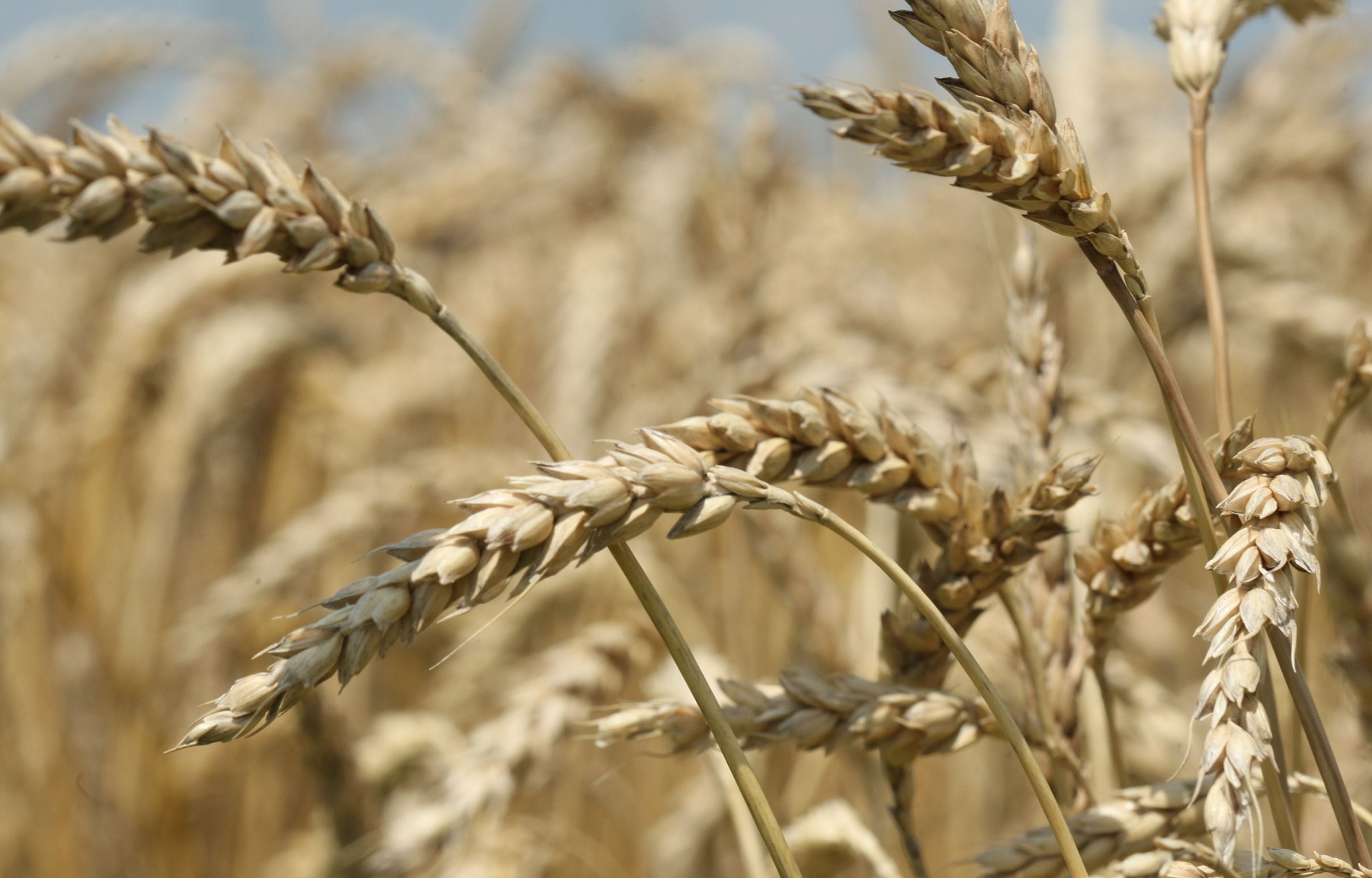 Small Grains Management