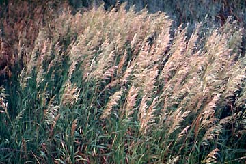 A Study of Grasses: Getting Intimate with Smooth Brome – The