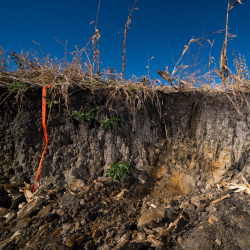 Soil Pit