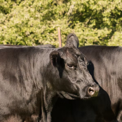 Wildcat Valley Farms cows