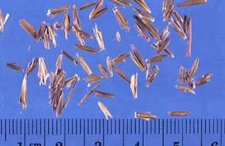 Big Bluestem Seeds