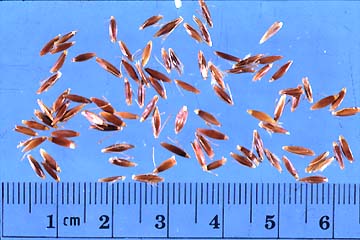 Indiangrass Seeds