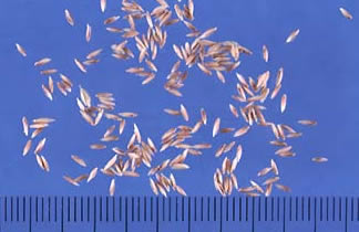 Kentucky Bluegrass Seeds