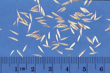 Orchardgrass Seeds