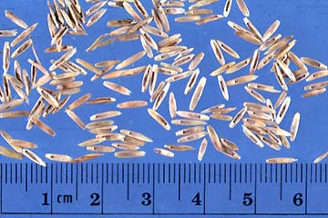 Perennial Ryegrass Seeds