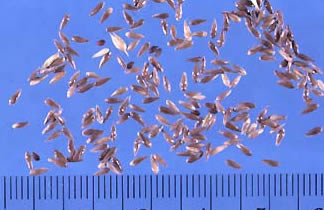 Reed Canarygrass Seeds