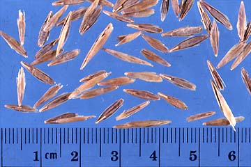 Smooth Bromegrass Seeds
