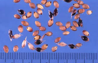 Sorghum-Sudangrass Seeds
