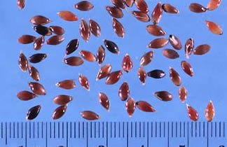 Sudangrass Seeds