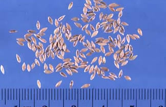 Switchgrass Seeds