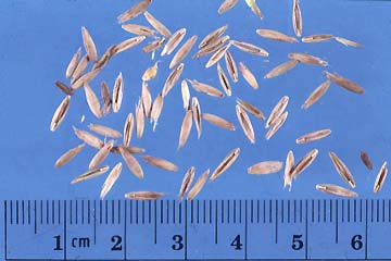 Tall Fescue Seeds