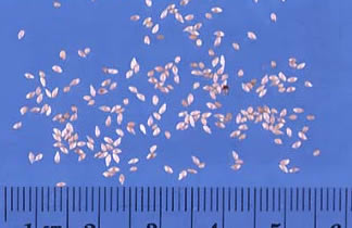 Timothy Seeds