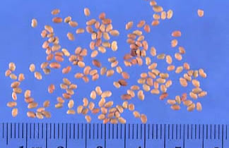 Alfalfa Seeds