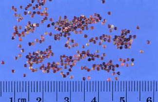 Alsike Seeds