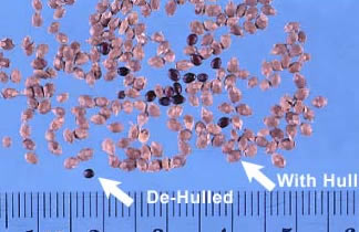 Korean Lespedeza Seeds