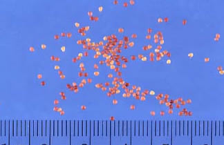 Ladino Clover Seeds