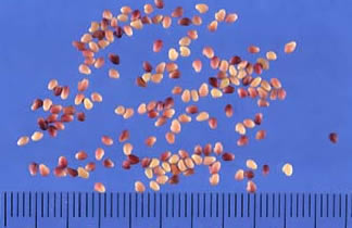 Red Clover Seeds