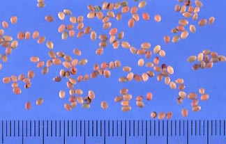Sweetclover Seeds