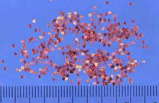 Sweetclover Seeds