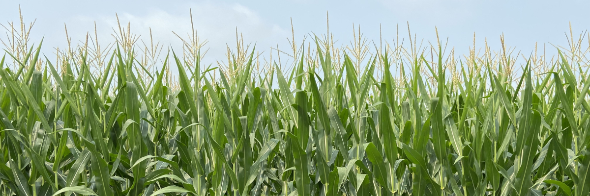 Tops of Corn Crops